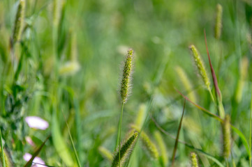 Branch with seeds on grass in nature