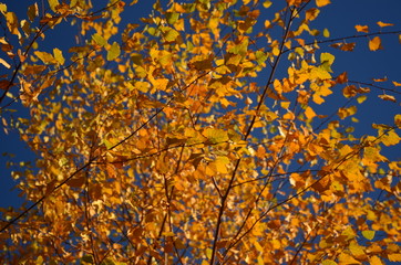 Yellow autumn leaves on the tree in the background of the blue sky