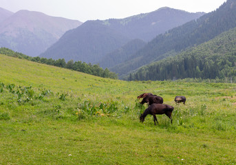 horses in mountain pastures