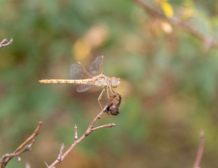 the dragonfly sits on the grass
