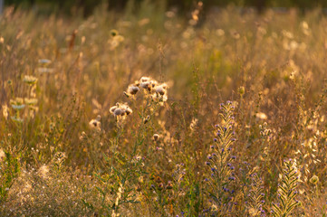 Branch with seeds on grass in nature