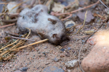dead rat on the ground