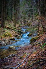 Strumień w lesie  12 © Rafał Rębacz