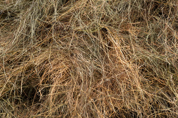 a pile of dry grass lies in the open air garden