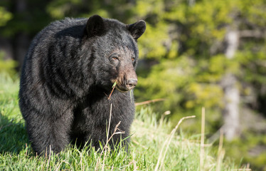 Black bear in the Rocky Mountains