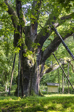 Very old polish oak Bartek