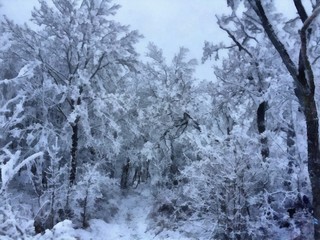 Hand drawing watercolor art on canvas. Artistic big print. Original modern painting. Acrylic dry brush background. Beautiful winter forest landscape. Snow on the branch