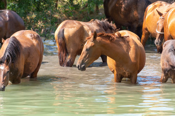Naklejka premium Herd of horses drink water in a lake