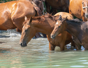 Herd of horses drink water in a lake