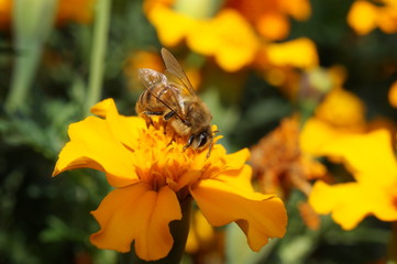 Fototapeta Pszczoła , pszczoła na kwiecie obraz