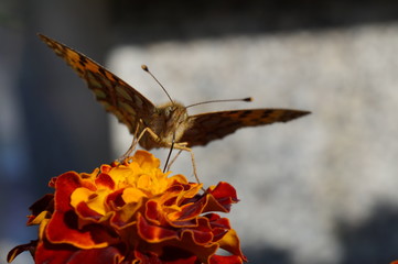 Fototapeta Motyl ,motyl na kwiecie obraz