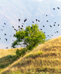 A tree and a hill with a lot of crows sitting and flying on it