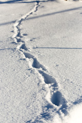 footprints in the snow