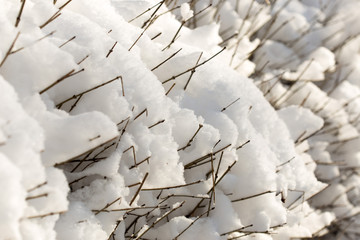 trees with snow in winter
