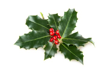 Christmas Holly Isolated on White
