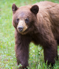 Fototapeta premium Black bear in the Rocky Mountains