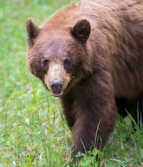 Fototapeta premium Black bear in the Rocky Mountains