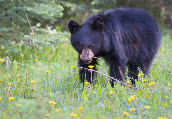 Naklejka premium Black bear in the Rocky Mountains