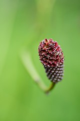 Great burnet flowers