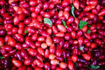 Cornus fruit .Dogwood berries