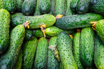 cucumbers from the field
