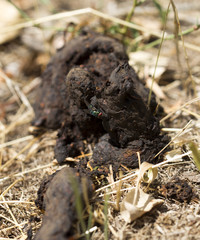 Fly in the manure of the macro