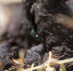 Fly in the manure of the macro