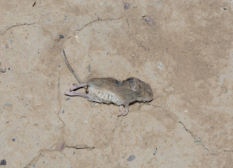 Dead mice on the ground