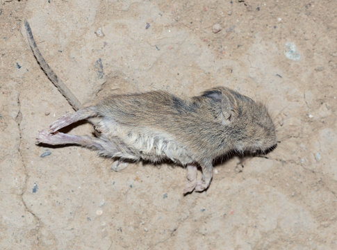 Dead mice on the ground