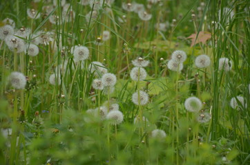 Fluffy dandelions against the background of green grass in the park