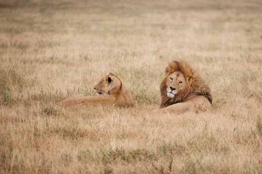 Lions on Safari in Tanzania 