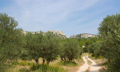 Olivenhain in der Provence © E. Schittenhelm