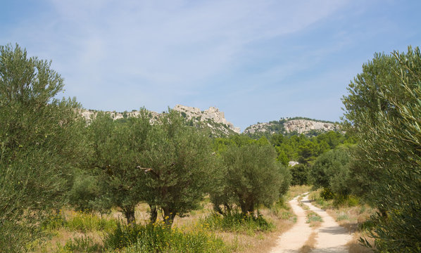Olivenhain in der Provence