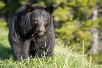 Fototapeta premium Black bear in the Rocky Mountains