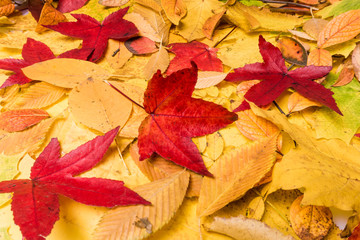 Naklejka na ściany i meble Autumn Leaves Background. leaves floral natural background