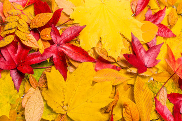 Autumn Leaves Background. leaves floral natural background