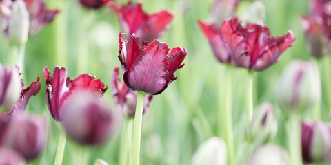 Obraz premium beautiful bright and unusual burgundy tulips blooming in a spring park or garden