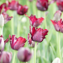 beautiful bright and unusual burgundy tulips blooming in a spring park or garden