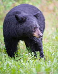Plakat Wild black bear in the Rocky Mountains