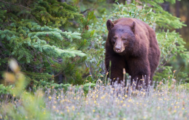 Fototapeta premium Wild black bear in the Rocky Mountains