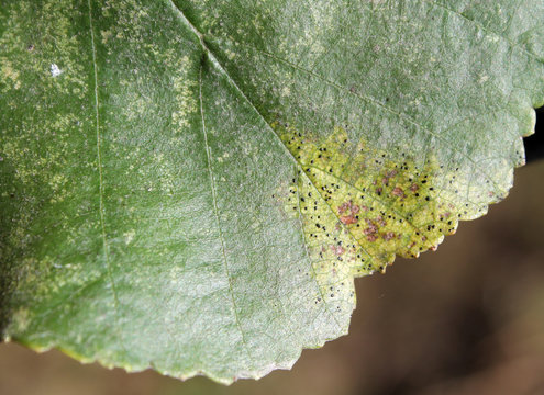 Leptothyrium alneum phytopathogenic fungus on green leaf of Alnus glutinosa or Black alder