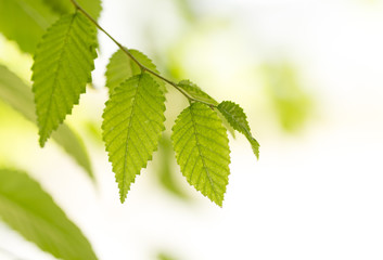 Fototapeta na wymiar Background of green tree leaves
