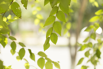 Fototapeta premium Background of green tree leaves