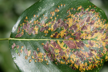 Pear leaf blister mite or Eriophyes pyri on pear leaf