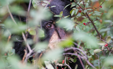 Wild black bear in the Rocky Mountains