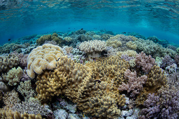 Naklejka na ściany i meble Beautiful Coral Reef in the Coral Triangle