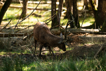 Deer in the forest