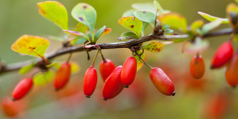 bright red berries barberry ripening in the park or in the garden