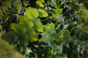 Fototapeta premium Hojas de árbol