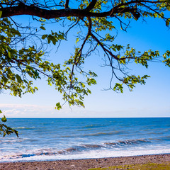 tree on the beach . seascape view